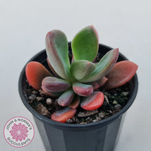 Load image into Gallery viewer, Pachyveria Dr Cornelius