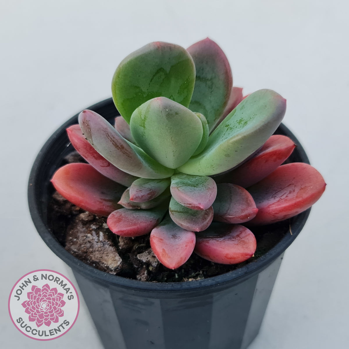 Pachyveria Dr Cornelius