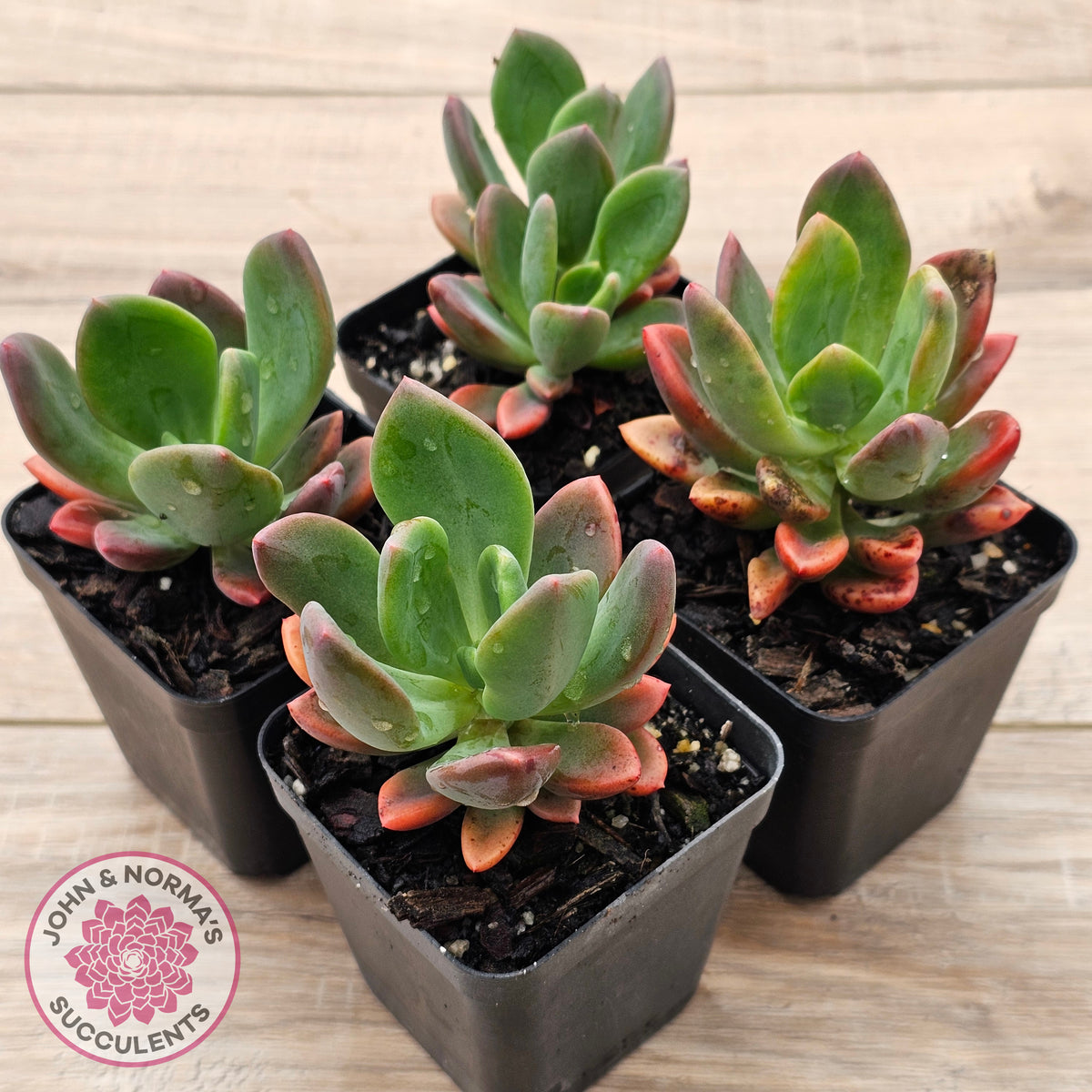 Pachyveria Dr Cornelius