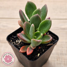 Load image into Gallery viewer, Pachyveria Dr Cornelius