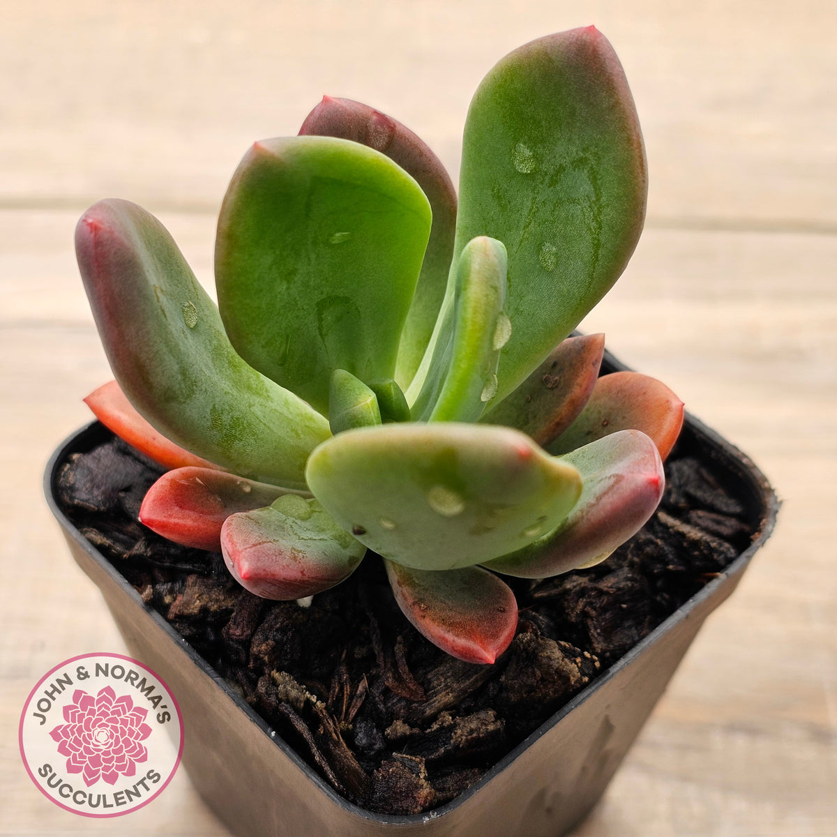 Pachyveria Dr Cornelius