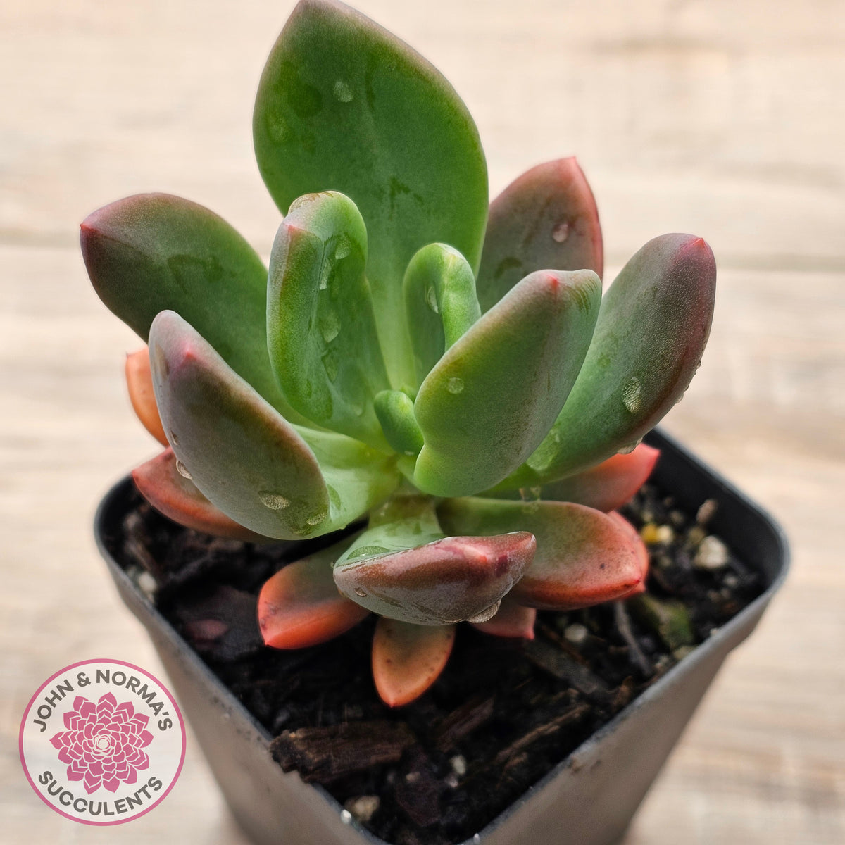 Pachyveria Dr Cornelius