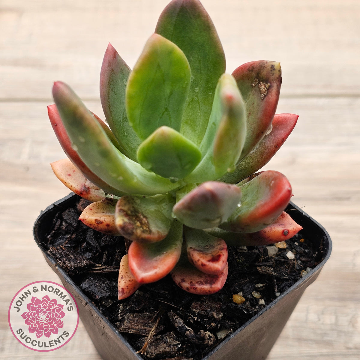 Pachyveria Dr Cornelius