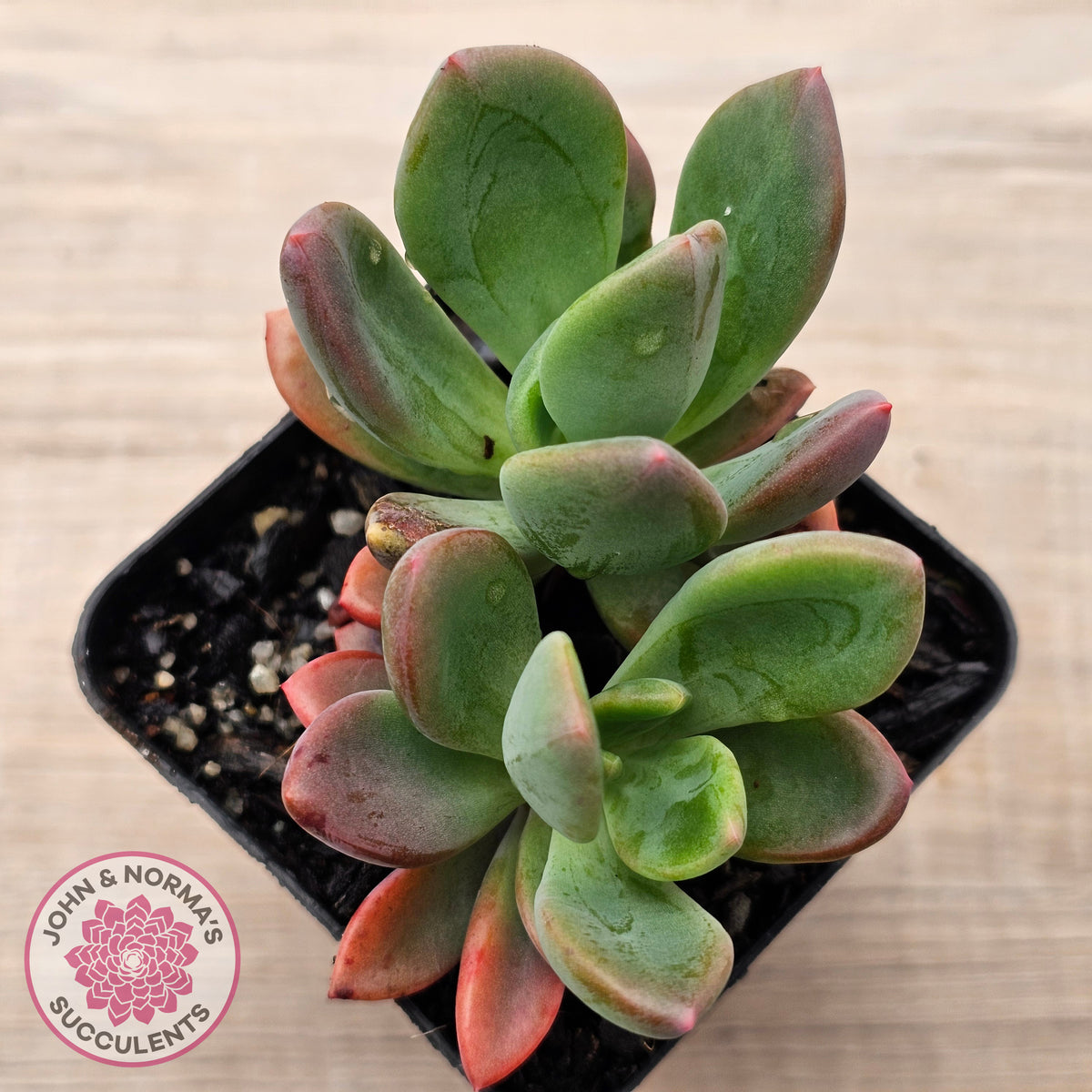 Pachyveria Dr Cornelius