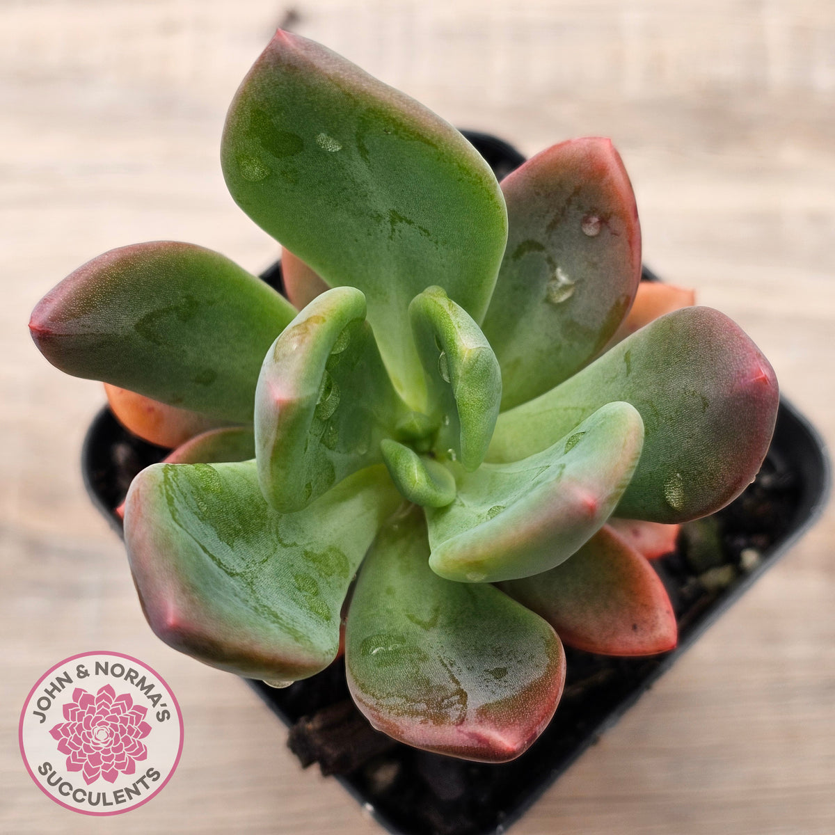Pachyveria Dr Cornelius