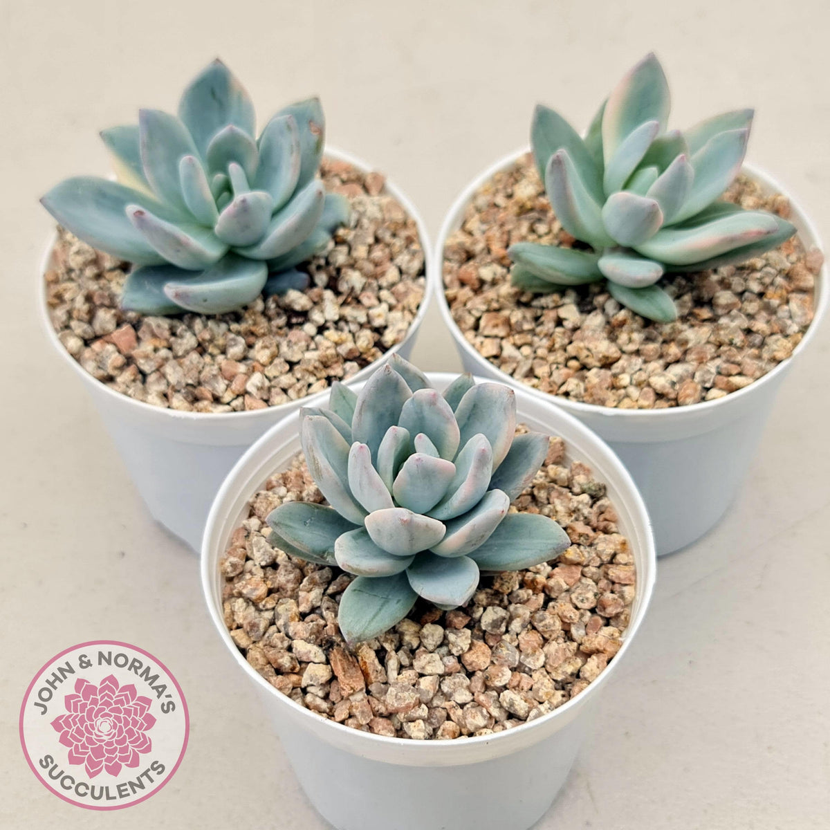 Pachyveria Exotica 'Powder Puff' variegata