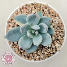 Load image into Gallery viewer, Pachyveria Exotica 'Powder Puff' variegata - John & Norma's Succulents Australia