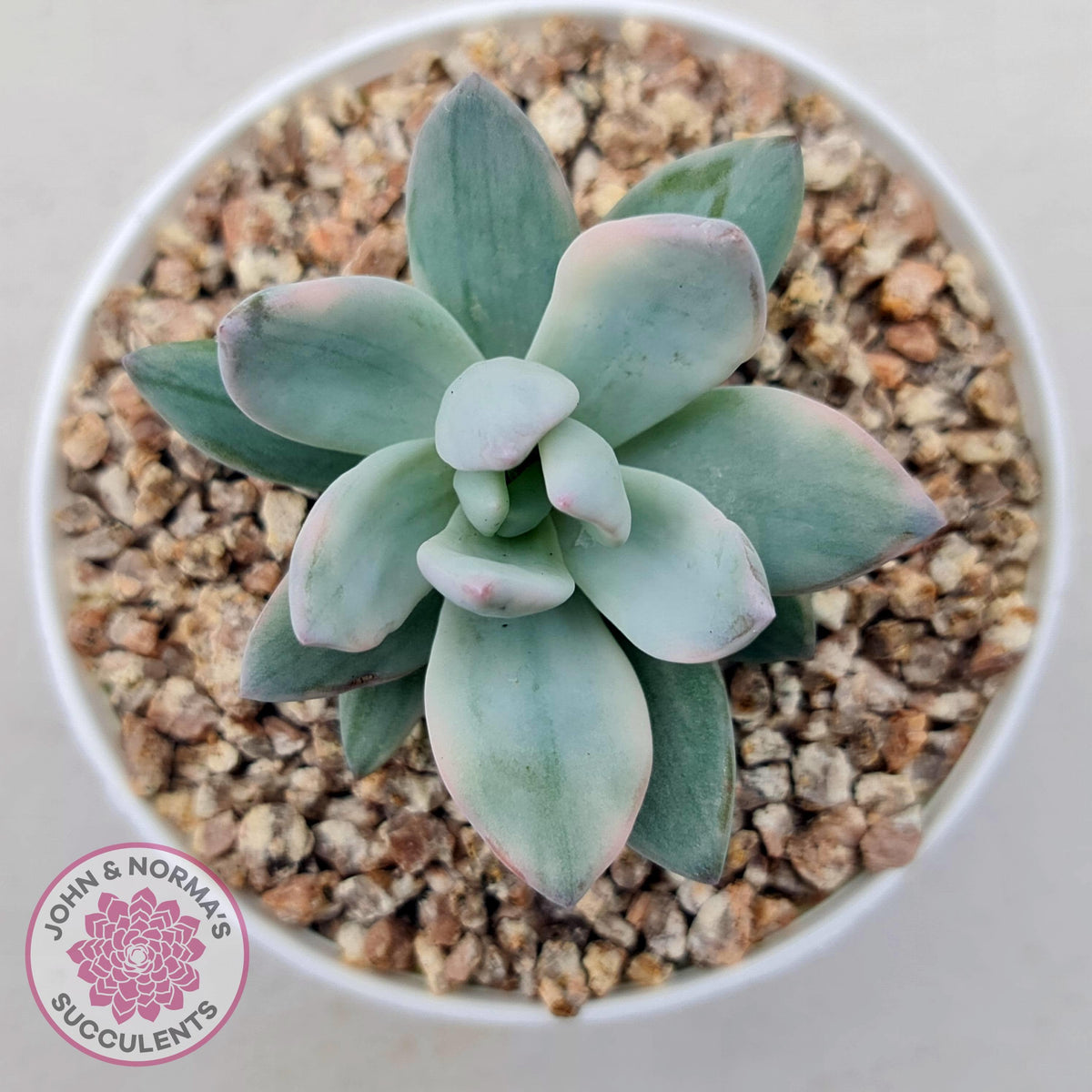 Pachyveria Exotica 'Powder Puff' variegata