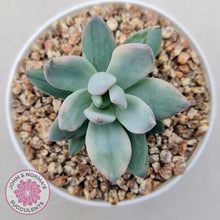 Load image into Gallery viewer, Pachyveria Exotica 'Powder Puff' variegata - John & Norma's Succulents Australia