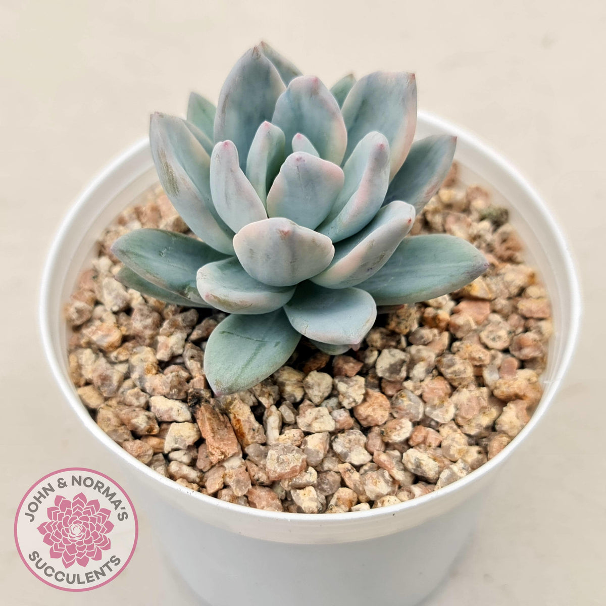 Pachyveria Exotica 'Powder Puff' variegata