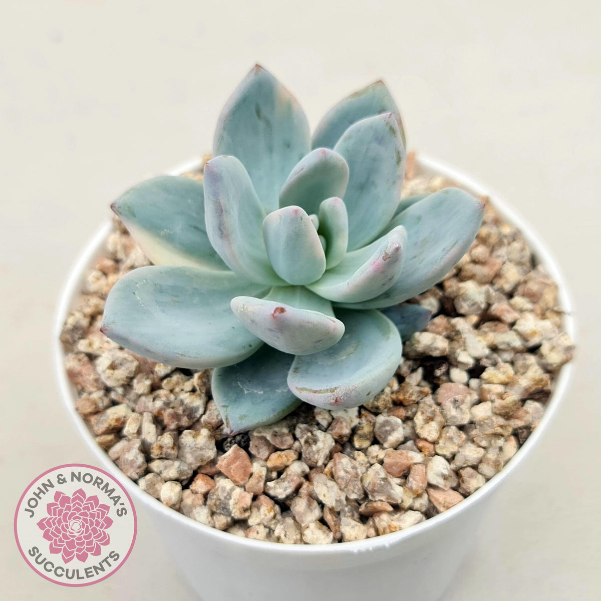 Pachyveria Exotica 'Powder Puff' variegata
