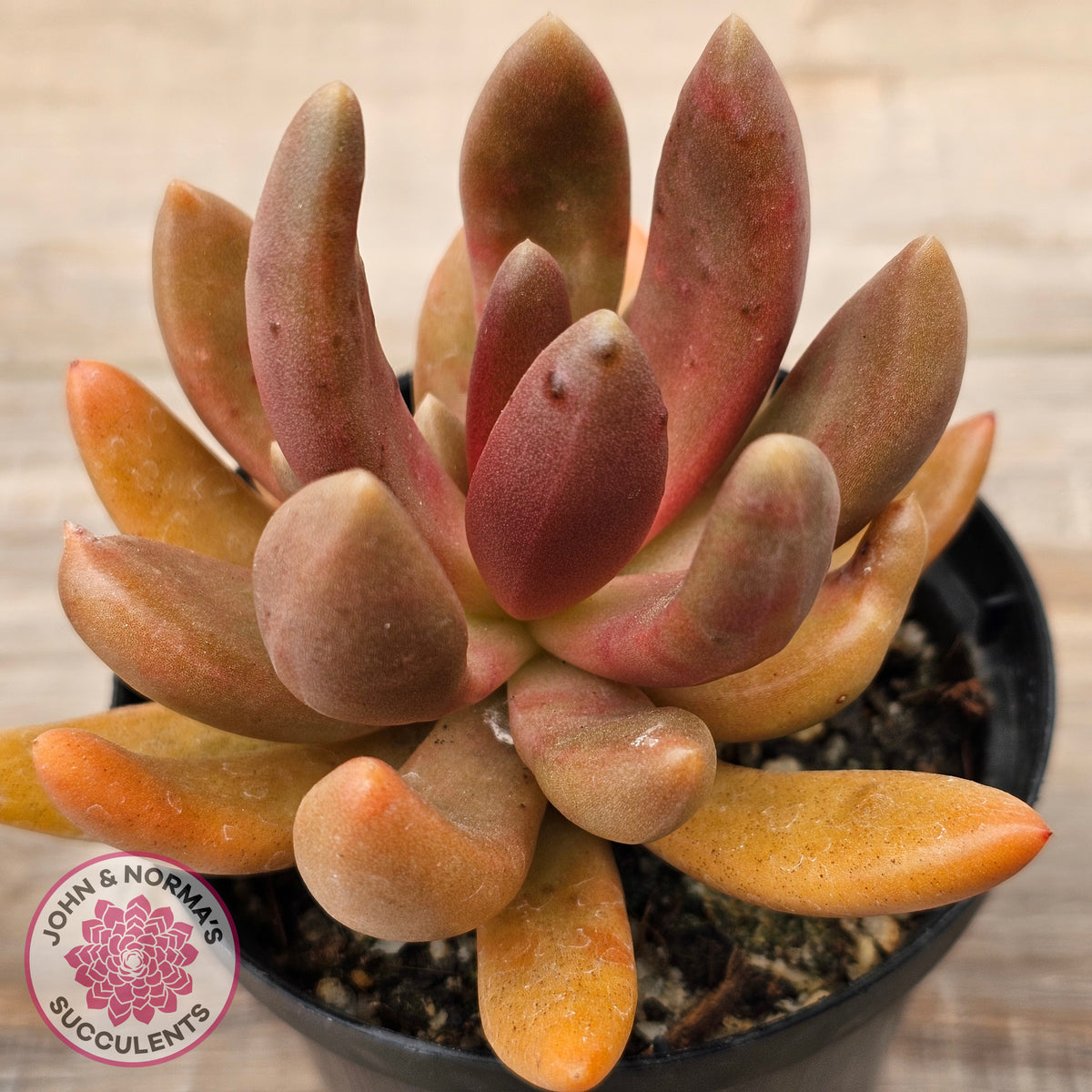 Pachyveria 'Flambeau'