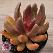 Load image into Gallery viewer, Pachyveria 'Flambeau'