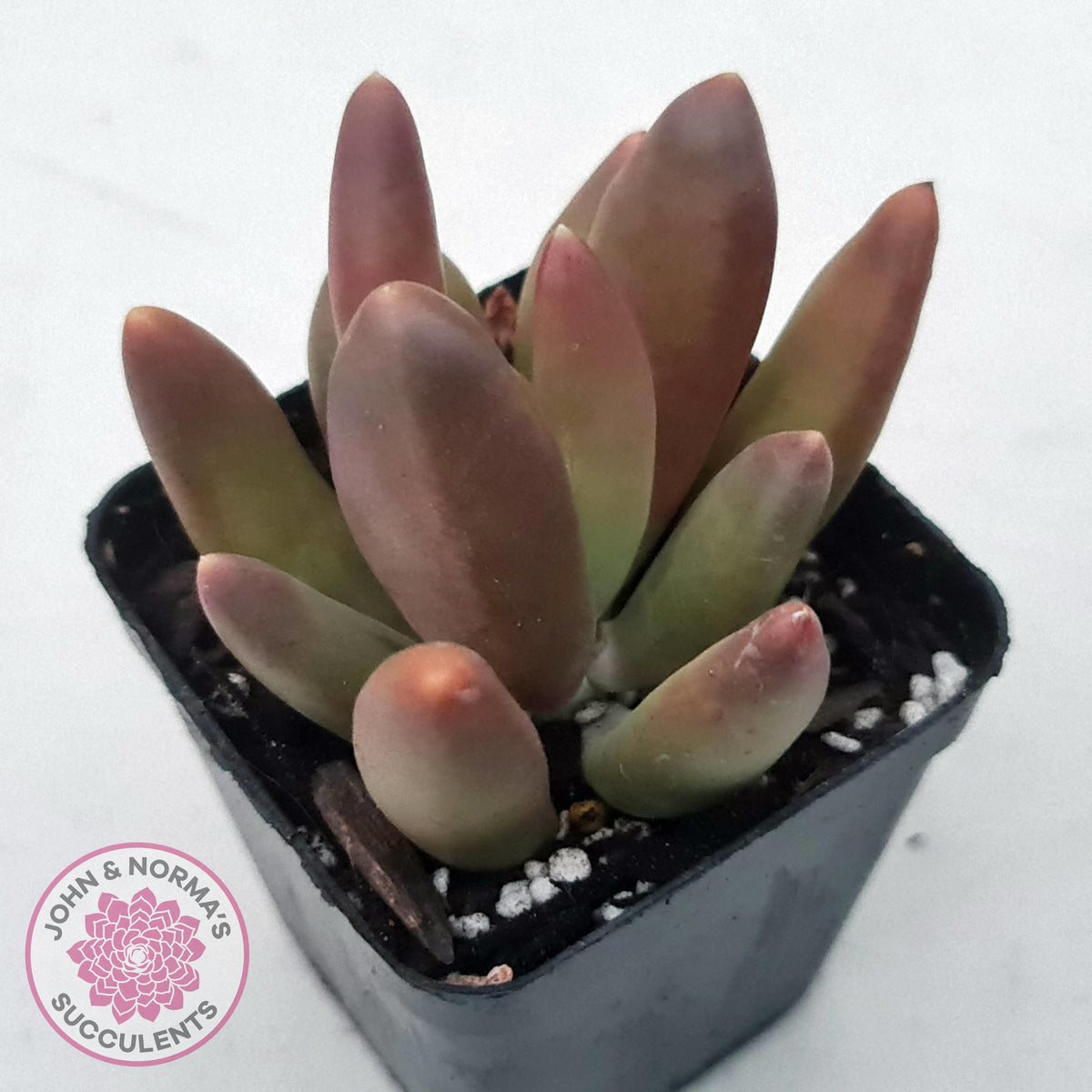 Pachyveria 'Flambeau'