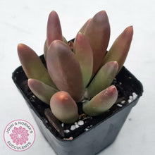 Load image into Gallery viewer, Pachyveria 'Flambeau' - John & Norma's Succulents Australia