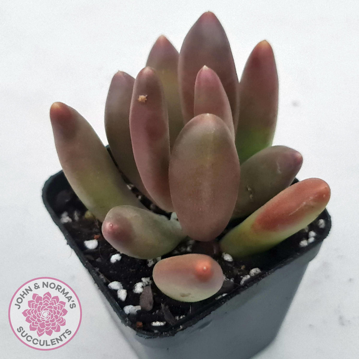 Pachyveria 'Flambeau'
