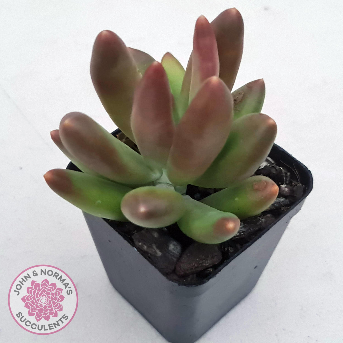 Pachyveria 'Flambeau'