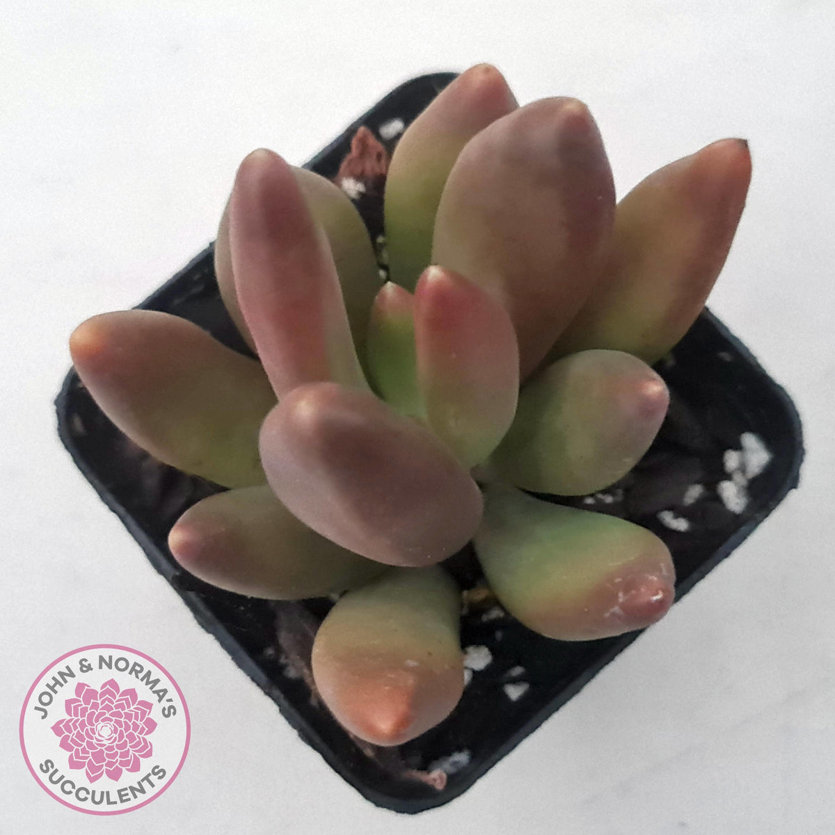 Pachyveria 'Flambeau'