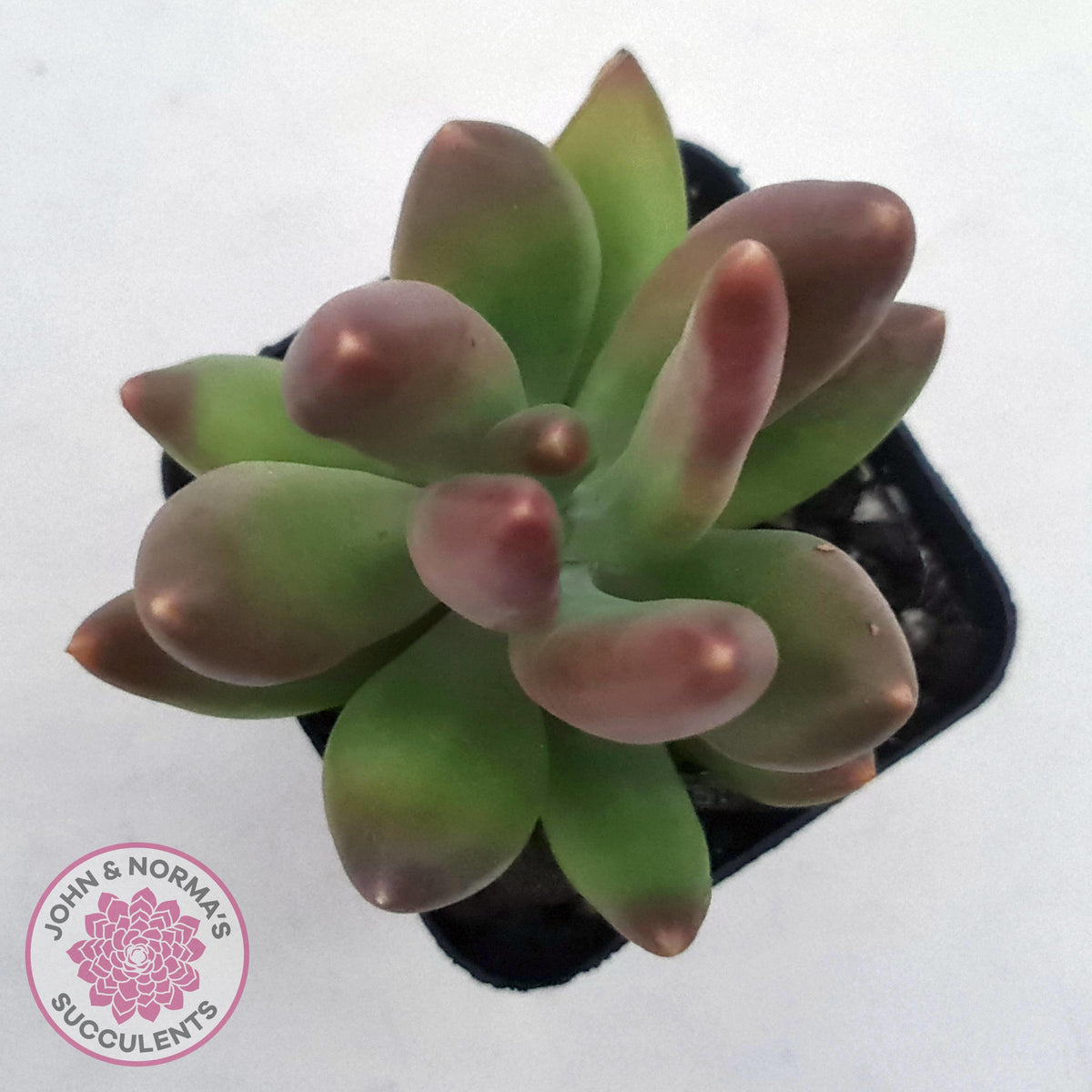 Pachyveria 'Flambeau'