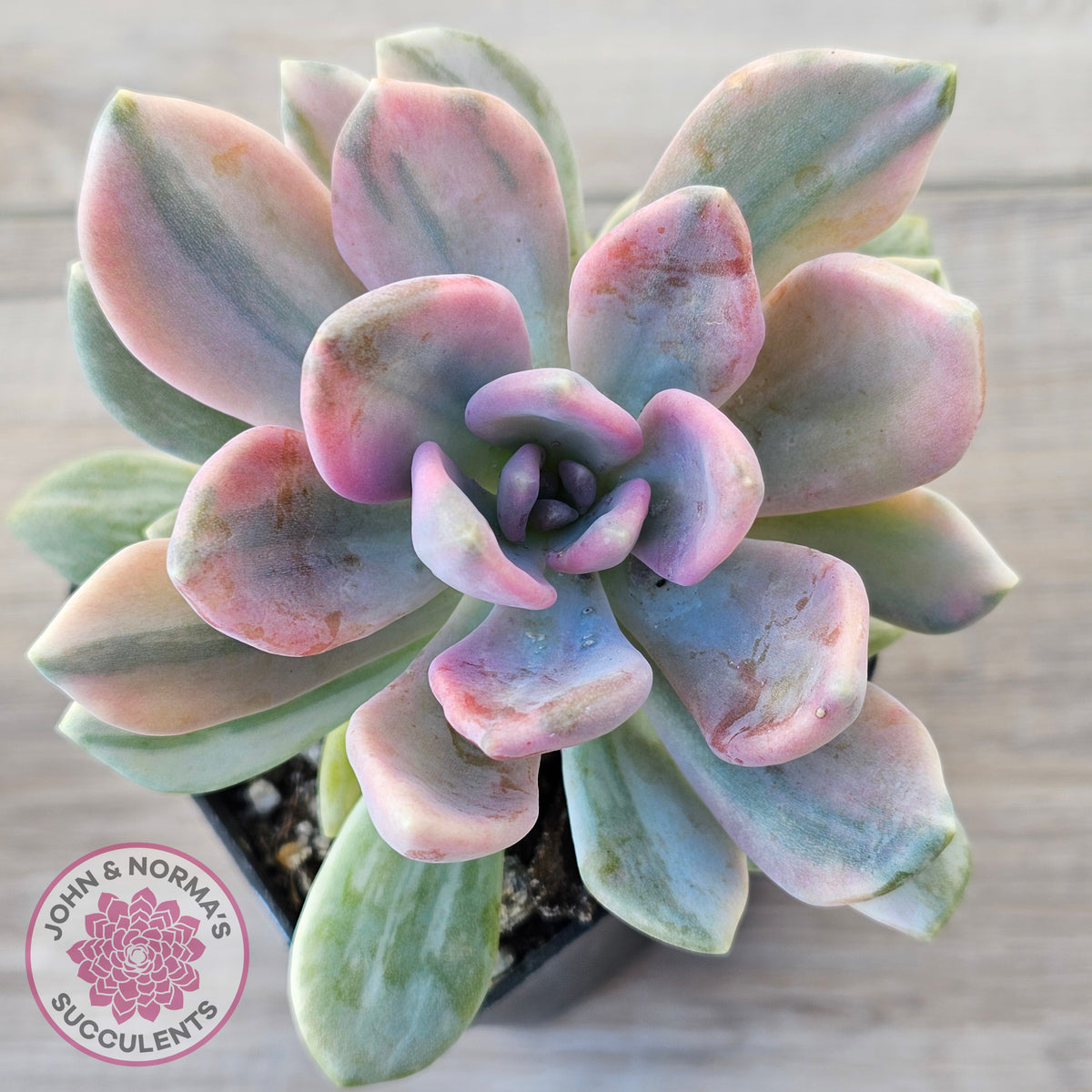 Pachyveria 'Light and Lovely' Variegata