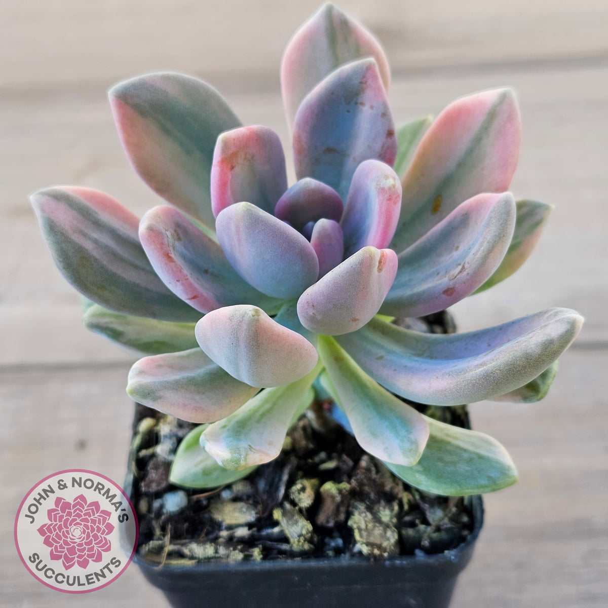 Pachyveria 'Light and Lovely' Variegata