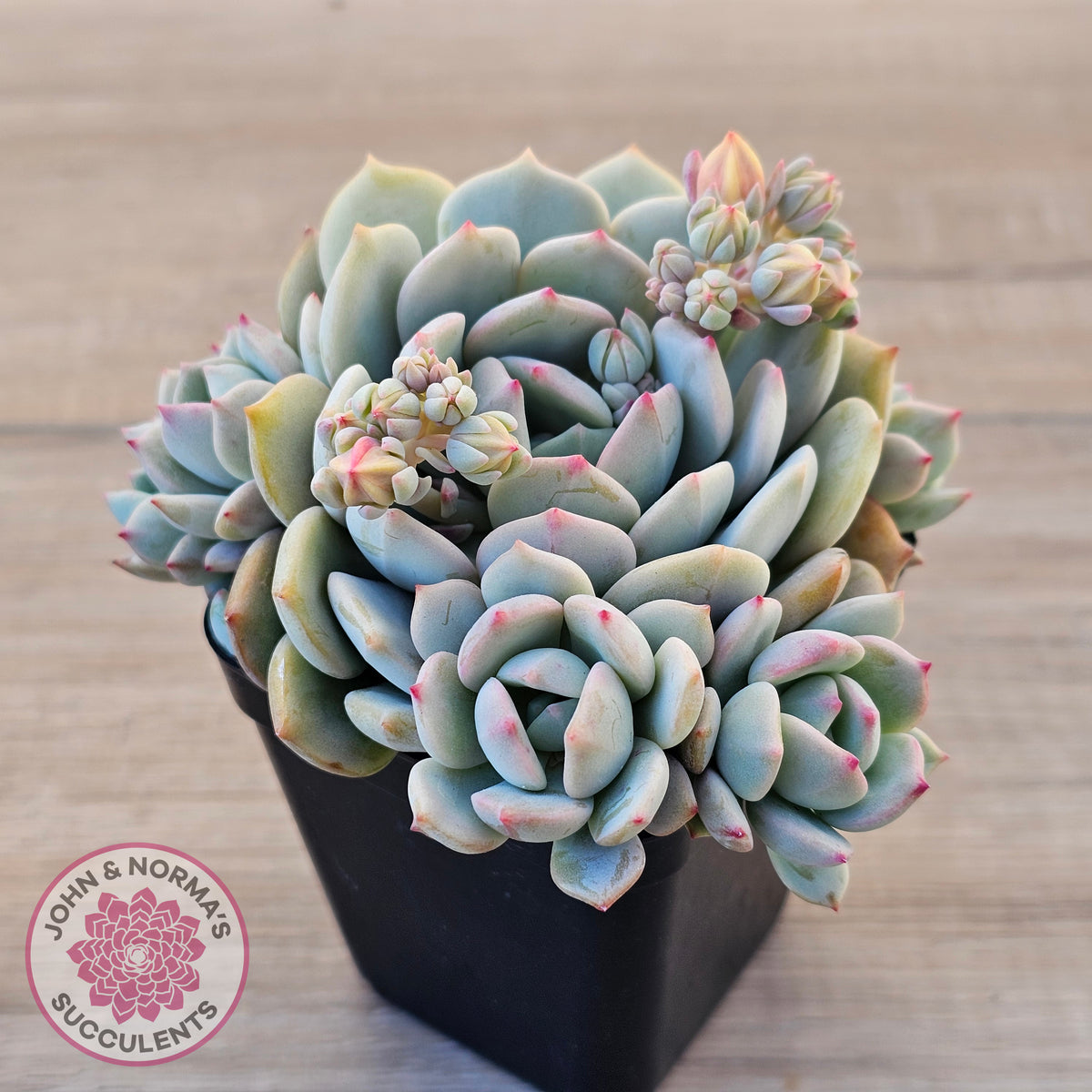Pachyveria 'Moonglow'