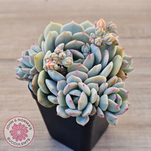 Load image into Gallery viewer, Pachyveria 'Moonglow' - Multi