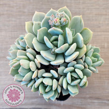 Load image into Gallery viewer, Pachyveria 'Moonglow' - Multi