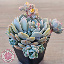 Load image into Gallery viewer, Pachyveria 'Moonglow' - Multi