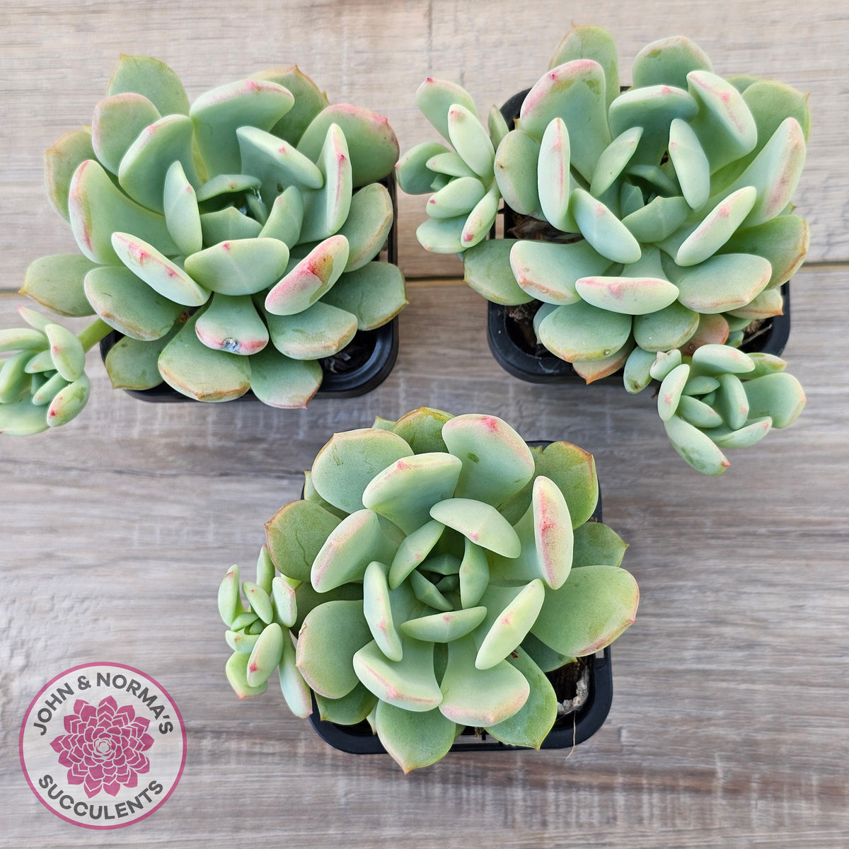 Pachyveria 'Moonglow'