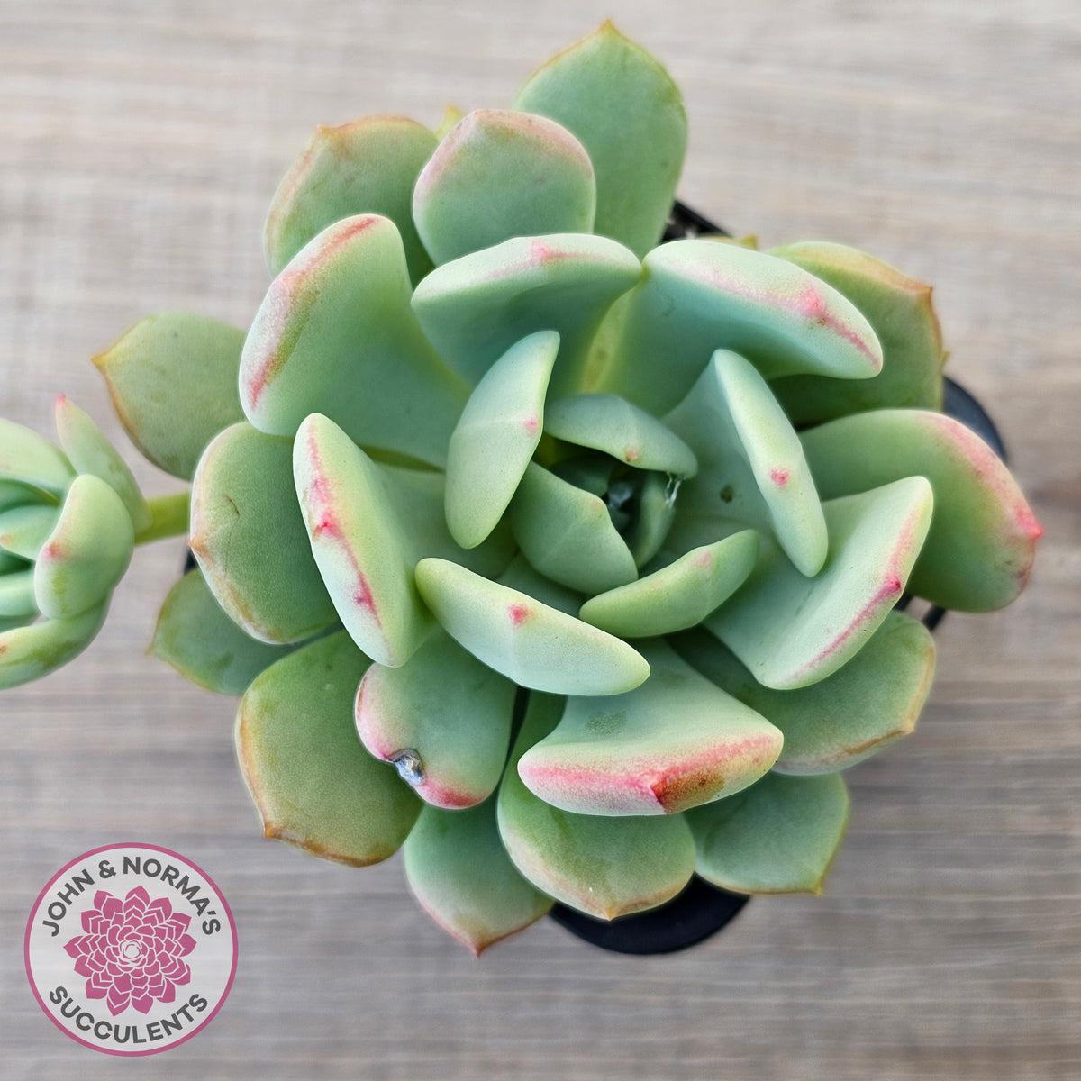 Pachyveria 'Moonglow'