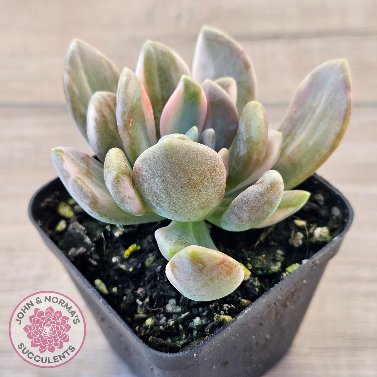Pachyveria Pachyphytoides Variegata