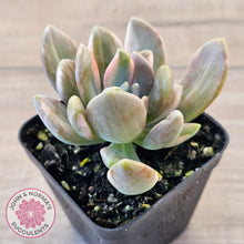 Load image into Gallery viewer, Pachyveria Pachyphytoides Variegata