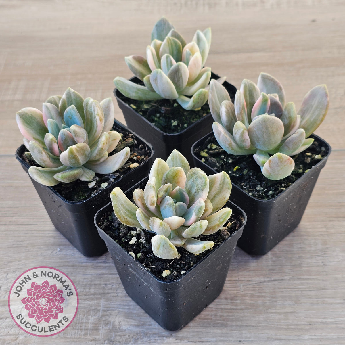 Pachyveria Pachyphytoides Variegata | John & Norma's Succulents – John ...