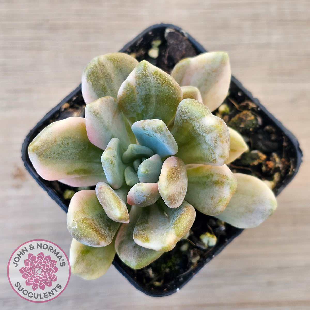 Pachyveria Pachyphytoides Variegata
