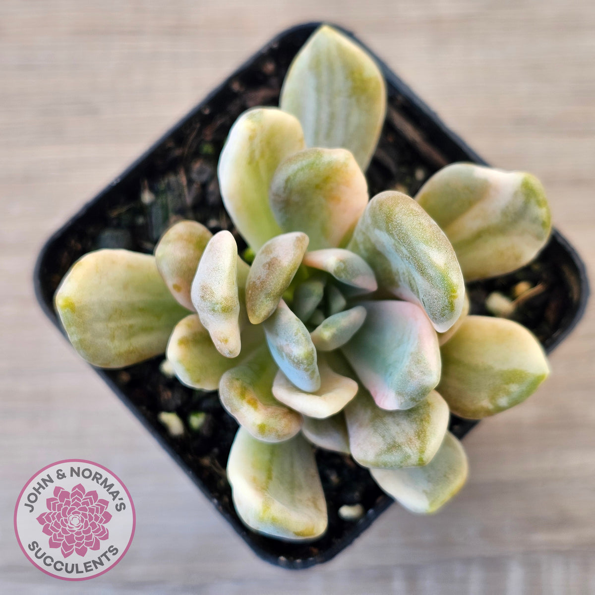 Pachyveria Pachyphytoides Variegata