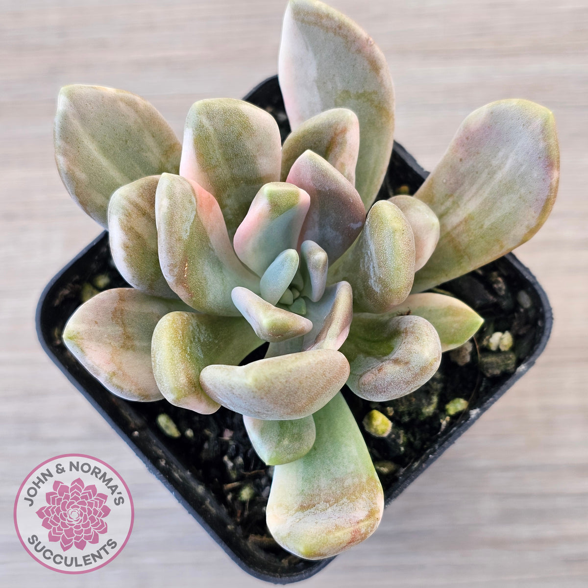 Pachyveria Pachyphytoides Variegata