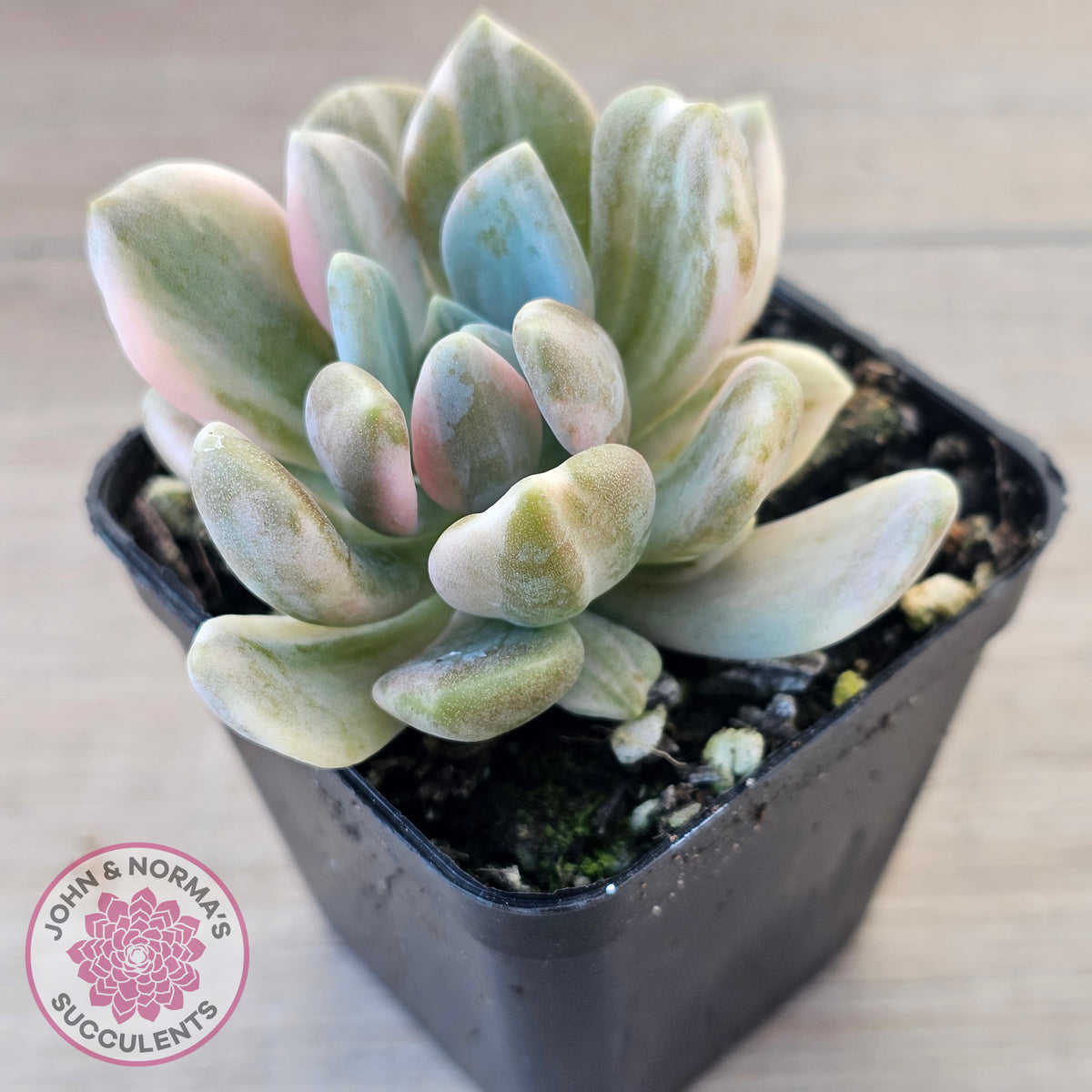 Pachyveria Pachyphytoides Variegata