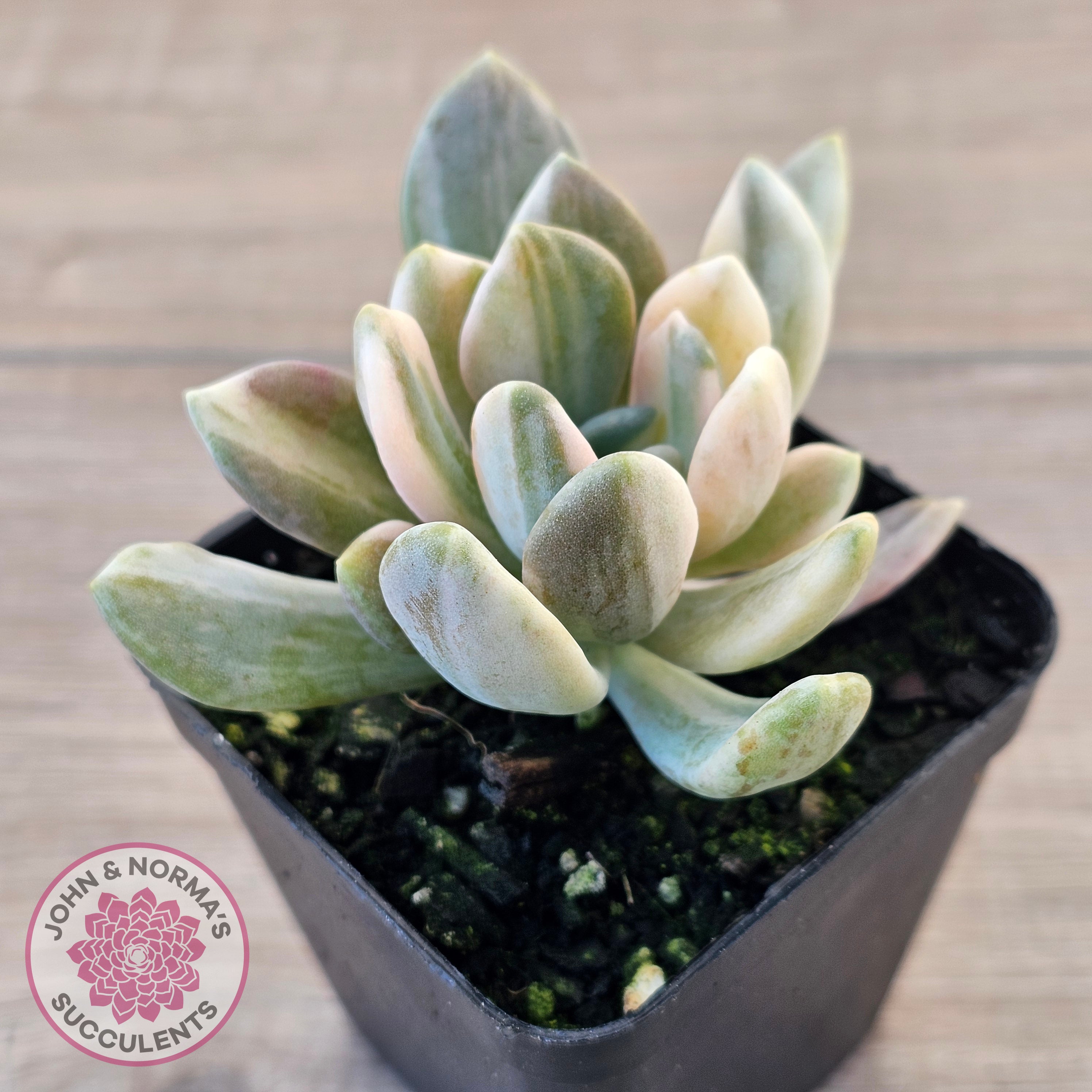 Pachyveria Pachyphytoides Variegata | John & Norma's Succulents – John ...