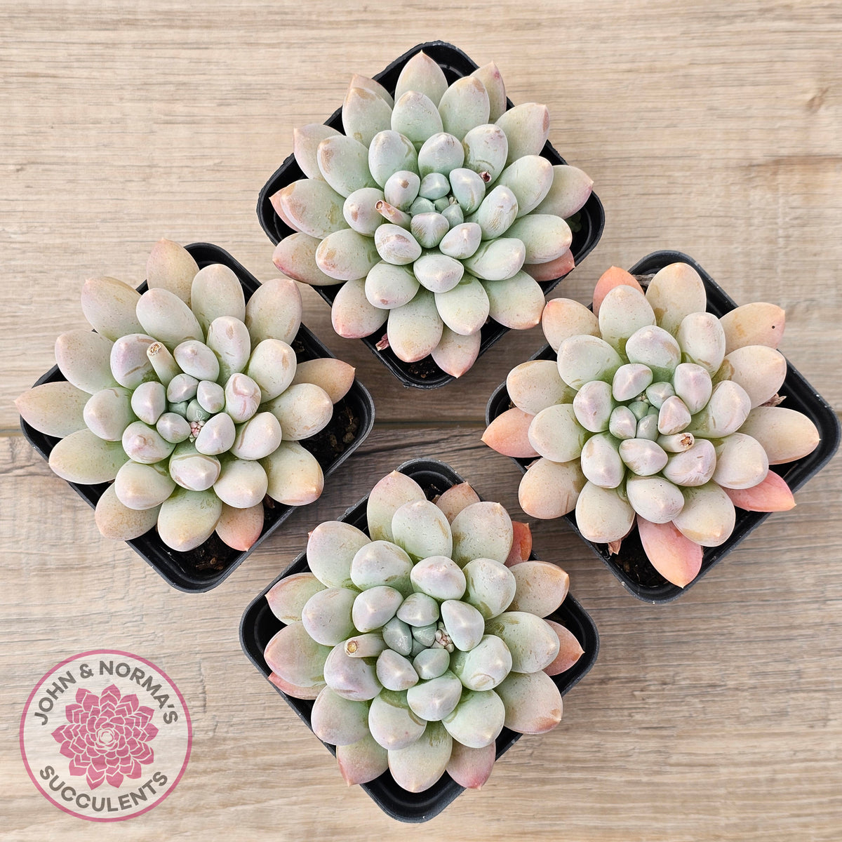 Pachyveria 'Purple Rain'