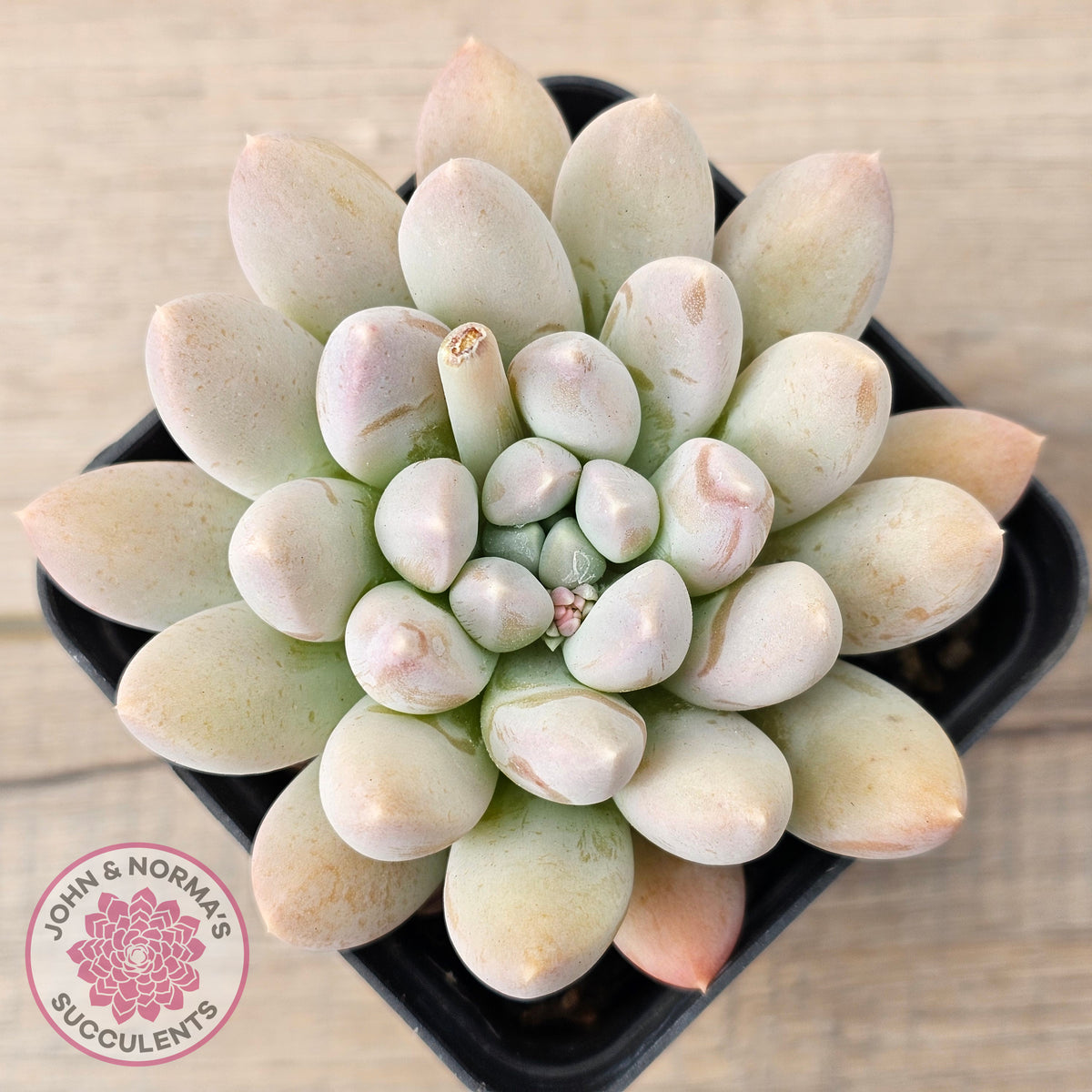 Pachyveria 'Purple Rain'