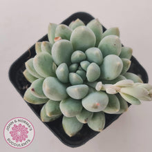 Load image into Gallery viewer, Pachyveria 'Purple Rain' - John & Norma's Succulents Australia