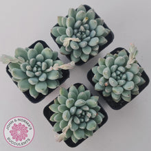 Load image into Gallery viewer, Pachyveria 'Purple Rain' - John & Norma's Succulents Australia