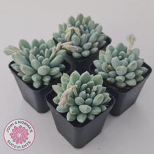 Load image into Gallery viewer, Pachyveria 'Purple Rain' - John & Norma's Succulents Australia