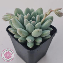 Load image into Gallery viewer, Pachyveria 'Purple Rain' - John & Norma's Succulents Australia