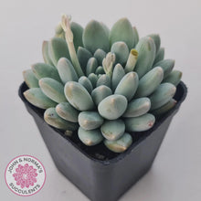 Load image into Gallery viewer, Pachyveria 'Purple Rain' - John & Norma's Succulents Australia