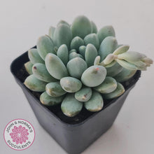 Load image into Gallery viewer, Pachyveria 'Purple Rain' - John & Norma's Succulents Australia