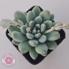 Load image into Gallery viewer, Pachyveria 'Purple Rain' - John & Norma's Succulents Australia