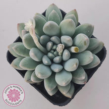 Load image into Gallery viewer, Pachyveria 'Purple Rain' - John & Norma's Succulents Australia