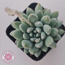 Load image into Gallery viewer, Pachyveria 'Purple Rain' - John & Norma's Succulents Australia